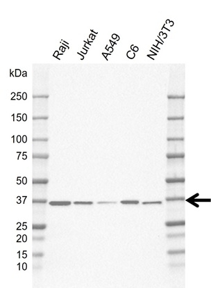 Anti MyD88 Antibody, clone KL01/3A2 (PrecisionAb Monoclonal Antibody) gallery image 2