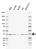 Anti MyD88 Antibody, clone KL01/3A2 (PrecisionAb Monoclonal Antibody) thumbnail image 2