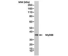 Anti MyD88 Antibody, clone RM306 gallery image 1