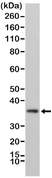 Anti MyD88 Antibody, clone RM306 thumbnail image 1