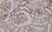 Anti MyD88 Antibody, clone RM306 thumbnail image 2