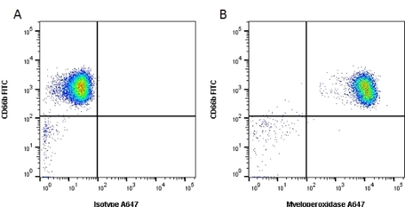 Anti Human Myeloperoxidase Antibody, clone 2C7 | Bio-Rad