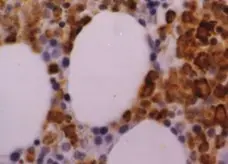 Anti Human Myeloperoxidase Antibody, clone 2C7 gallery image 2
