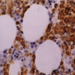 Anti Human Myeloperoxidase Antibody, clone 2C7 thumbnail image 2