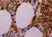 Anti Human Myeloperoxidase Antibody, clone 2C7 thumbnail image 2