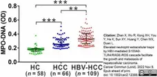 Anti Human Myeloperoxidase Antibody, clone 4A4 gallery image 7