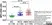 Anti Human Myeloperoxidase Antibody, clone 4A4 thumbnail image 7
