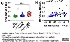 Anti Human Myeloperoxidase Antibody, clone 4A4 gallery image 8