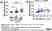 Anti Human Myeloperoxidase Antibody, clone 4A4 thumbnail image 8