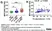 Anti Human Myeloperoxidase Antibody, clone 4A4 thumbnail image 8