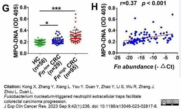 Anti Human Myeloperoxidase Antibody, clone 4A4 gallery image 8