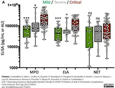 Anti Human Myeloperoxidase Antibody, clone 4A4 gallery image 9