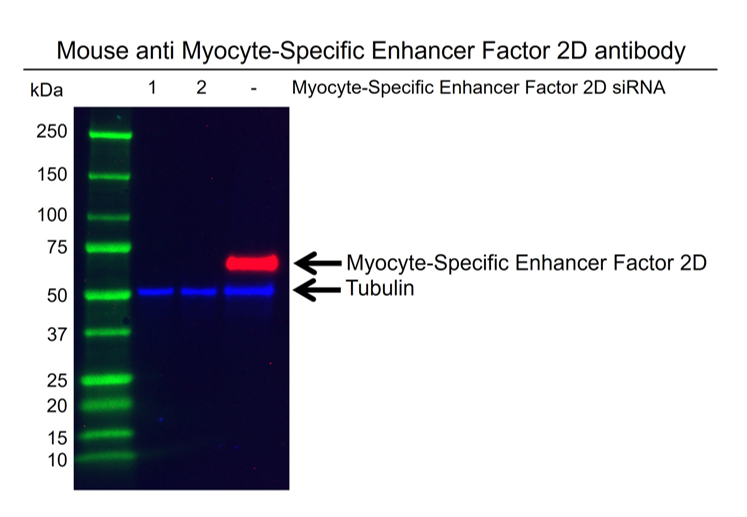 Anti Myocyte-Specific Enhancer Factor 2D Antibody, clone OTI3D12 (PrecisionAb Monoclonal Antibody) gallery image 2