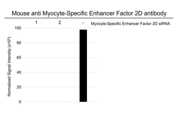 Anti Myocyte-Specific Enhancer Factor 2D Antibody, clone OTI3D12 (PrecisionAb Monoclonal Antibody) gallery image 3