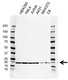 Anti Myosin Regulatory Light Chain Antibody, clone AB03/2F2 (PrecisionAb Monoclonal Antibody) gallery image 1