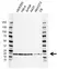 Anti Myosin Regulatory Light Chain Antibody, clone AB03/2F2 (PrecisionAb Monoclonal Antibody) thumbnail image 1