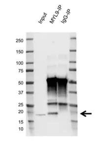 Anti Myosin Regulatory Light Chain Antibody, clone AB03/2F2 (PrecisionAb Monoclonal Antibody) gallery image 2