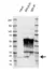 Anti Myosin Regulatory Light Chain Antibody, clone AB03/2F2 (PrecisionAb Monoclonal Antibody) thumbnail image 2