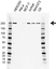 Anti Myosin Heavy Chain 10 Antibody, clone AB01-2/4F2 (PrecisionAb Monoclonal Antibody) thumbnail image 1