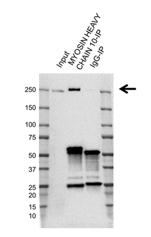 Anti Myosin Heavy Chain 10 Antibody, clone AB01-2/4F2 (PrecisionAb Monoclonal Antibody) gallery image 2