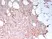 Anti Human N-Cadherin Antibody, clone 13A9 (Monoclonal Antibody Antibody) thumbnail image 1