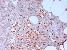 Anti Human N-Cadherin Antibody, clone 13A9 (Monoclonal Antibody Antibody) gallery image 2