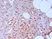 Anti Human N-Cadherin Antibody, clone 13A9 (Monoclonal Antibody Antibody) thumbnail image 2