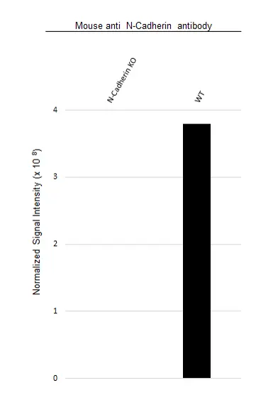 Anti Human N-Cadherin Antibody, clone 13A9 (Monoclonal Antibody Antibody) gallery image 3
