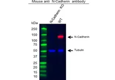 Anti Human N-Cadherin Antibody, clone 13A9 (Monoclonal Antibody Antibody) gallery image 4