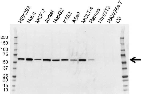 Anti NAB1 Antibody, clone OTI1D2 (PrecisionAb Monoclonal Antibody) gallery image 1
