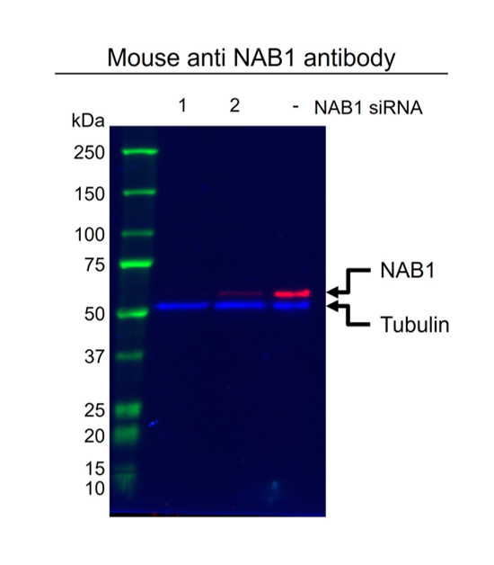 Anti NAB1 Antibody, clone OTI1D2 (PrecisionAb Monoclonal Antibody) gallery image 2