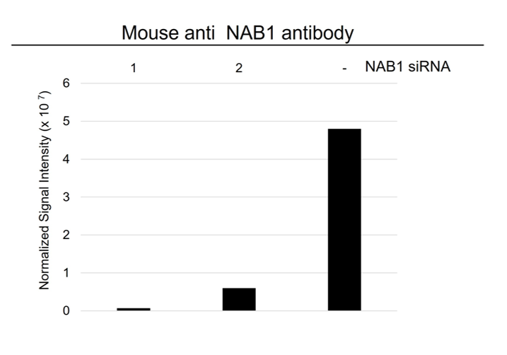 Anti NAB1 Antibody, clone OTI1D2 (PrecisionAb Monoclonal Antibody) gallery image 3