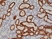 Anti NAPSIN-A Antibody, clone RM366 thumbnail image 2