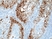 Anti NAPSIN-A Antibody, clone RM366 thumbnail image 3