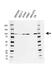 Anti NBS1 Antibody, clone AB02/3A3 (PrecisionAb Monoclonal Antibody) thumbnail image 1
