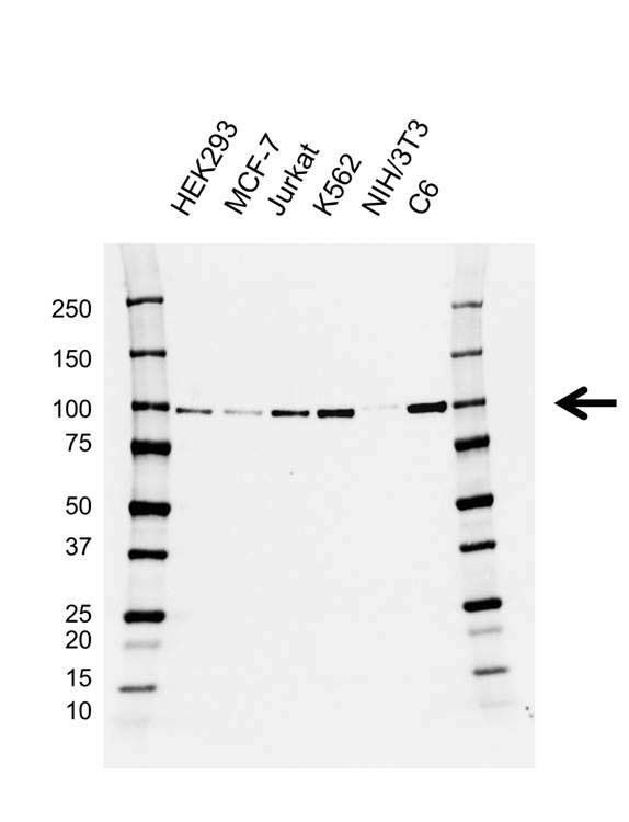 Anti NBS1 Antibody, clone AB02/3A3 (PrecisionAb Monoclonal Antibody) gallery image 1