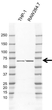Anti NCF2 Antibody, clone H05/3G6 (PrecisionAb Monoclonal Antibody) thumbnail image 1