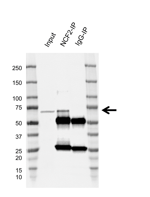 Anti NCF2 Antibody, clone H05/3G6 (PrecisionAb Monoclonal Antibody) gallery image 2