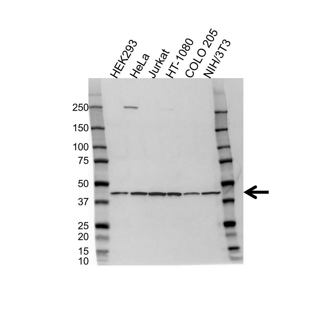Anti Nck Antibody (PrecisionAb Monoclonal Antibody) gallery image 1