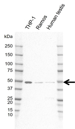 Anti NCK2 Antibody, clone I01/7A10 (PrecisionAb Monoclonal Antibody) gallery image 1