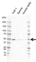 Anti NCK2 Antibody, clone I01/7A10 (PrecisionAb Monoclonal Antibody) thumbnail image 1