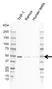 Anti NCK2 Antibody, clone I01/7A10 (PrecisionAb Monoclonal Antibody) thumbnail image 1