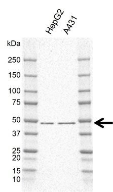 Anti NCK2 Antibody, clone I01/7A10 (PrecisionAb Monoclonal Antibody) gallery image 2