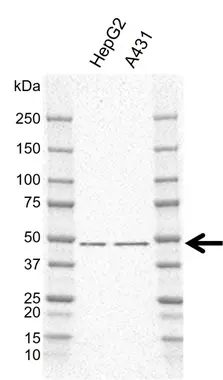 Anti NCK2 Antibody, clone I01/7A10 (PrecisionAb Monoclonal Antibody) gallery image 2