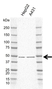 Anti NCK2 Antibody, clone I01/7A10 (PrecisionAb Monoclonal Antibody) thumbnail image 2