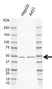 Anti NCK2 Antibody, clone I01/7A10 (PrecisionAb Monoclonal Antibody) thumbnail image 2