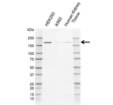Anti Human NCOA1 Antibody, clone C02/13A7 gallery image 1