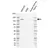 Anti Human NCOA1 Antibody, clone C02/13A7 thumbnail image 1