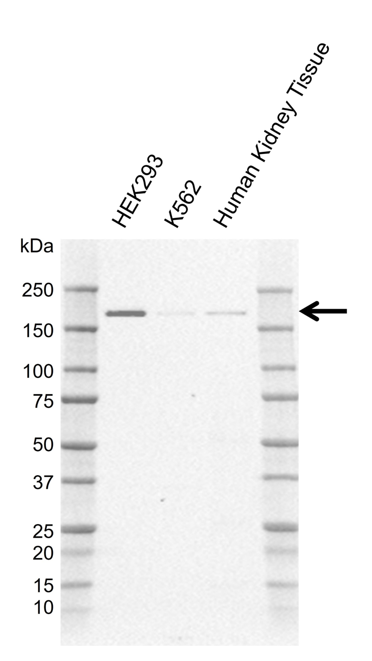 Anti Human NCOA1 Antibody, clone C02/13A7 gallery image 1