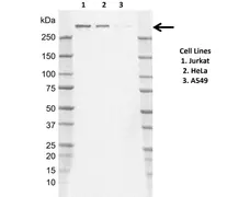 Anti Human NCOR1 Antibody, clone J02/11D2-8 gallery image 1